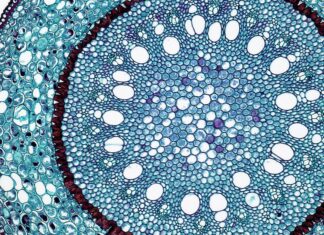 ORGANIZIRAN MEĐUŽUPANIJSKI STRUČNI SKUP „ZNANSTVENA POSTIGNUĆA U BIOLOGIJI“ 5.1.2018.