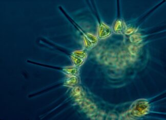 PREDSTAVLJANJE ODJELA ZA BIOLOGIJU UČENICIMA SREDNJIH ŠKOLA (11.MJ.2018.)