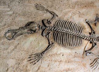 RADIONICA „FOSILI – POGLED U ZEMLJINU PROŠLOST“ (10.5.2019.)