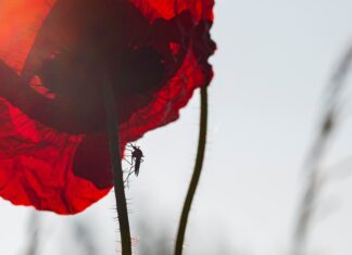 SVJETSKI DAN KOMARACA 2021. POD MOTOM „ZAJEDNO I ODGOVORNO PROTIV KOMARACA“