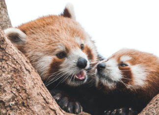 PROJEKT „SVJETSKI DAN ZAŠTITE ŽIVOTINJA U ZOOLOŠKOM VRTU OSIJEK“