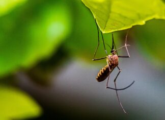 4. HRVATSKI SIMPOZIJ O INVAZIVNIM VRSTAMA S MEĐUNARODNIM SUDJELOVANJEM