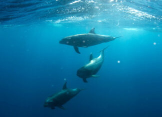 BLUE WORLD INSTITUTE AVAILABLE POSITIONS