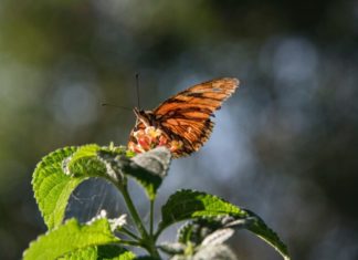 Nastavnik / nastavnica biologije, rok 29.6.2022.