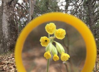 PROMATRANJE PROLJETNIH JAGLACA (TRAVANJ 2021.GODINE)