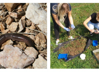 ONLINE PREDAVANJE: GUJAVICE – INŽENJERI EKOSUSTAVA I BIOINDIKATORI