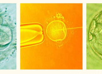MOŽE LI IZVANTJELESNA OPLODNJA UTJECATI NA EVOLUCIJU ČOVJEKA?
