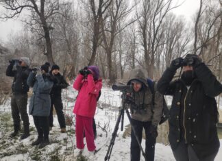 ZIMSKO PREBROJAVANJE PTICA MOČVARICA (INTERNATIONAL WATERBIRD CENZUS)