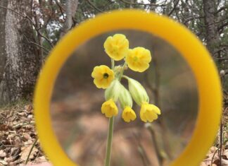 PRIDRUŽITE NAM SE U POTRAZI ZA PROLJETNIM JAGLACIMA!