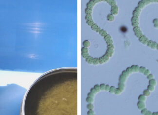 ALUMNI BIOLOS ONLINE PREDAVANJE – CIJANOBAKTERIJE: NEZAMJENJIVI PROIZVOĐAČI KISIKA, ALI I UBOJICE BJELOGLAVIH ORLOVA