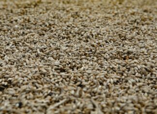 OBAVIJEST O OBRANI DIPLOMSKOG ISPITA STUDENTICE ANĐELE BLAŽEVIĆ