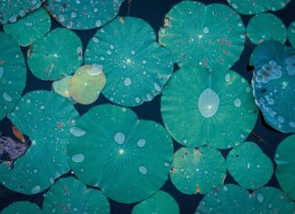 Poslovi za diplomirane nastavnike biologije i kemije – rok – 7.1.2022.