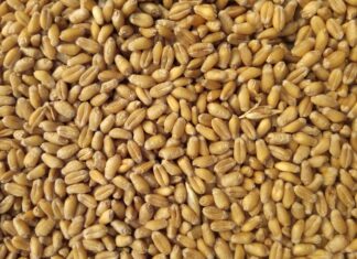 OBAVIJEST O OBRANI DIPLOMSKOG ISPITA STUDENTICE IVE BOŽINOVIĆ