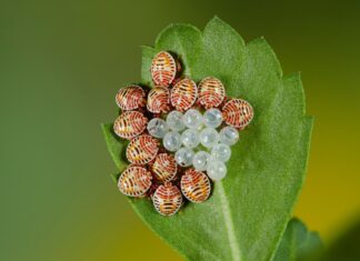 Učitelj/učiteljica prirode, biologije i kemije – rok 18.2.2022.