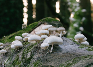 OBAVIJEST O OBRANI DIPLOMSKOG ISPITA STUDENTICE INES ŽIVKOVIĆ