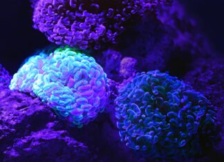 Poslovi za diplomirane nastavnike biologije i kemije – rok – 12.1.2022.