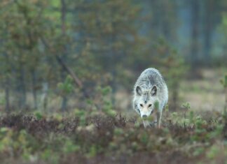 Suradnik/ca na projektu za poslove kvantitativne analize fitoplanktona za održavanje zbirke staničnih kultura po ugovorenom projektu, učitelj/ica prirode, biologije i kemije, čitelj/ica prirode i biologije – rok 17.3.2022.