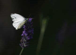 Učitelj/ica biologije i prirode – rok 4.3.2022.
