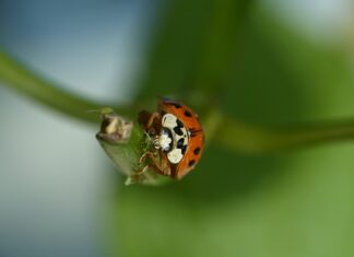 Nastavnik/ca biologije – rok do 5.2.2022.
