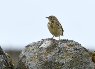 Poslovi za diplomirane nastavnike biologije i kemije – rok 2.2.2022.