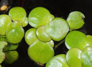 PREDAVANJE STUDENTICE LUCIJE DOMJAN (9.3.2021.)