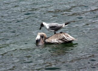Učitelj prirode (M/Ž) – učitelj kemije (M/Ž) – rok 21.2.2022.