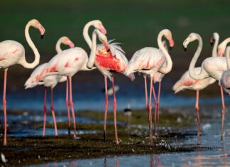 Učitelj/ica biologije kemije i prirode, stručni/a suradnik/ica u odjelu za faunu – rok 18.3.2022.