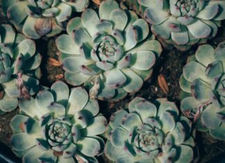 Program stipendija Njemačke zaklade za zaštitu okoliša – DBU