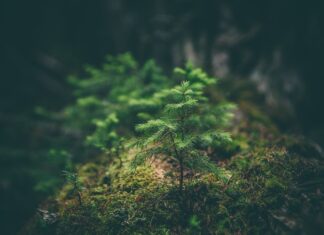 Učitelj/učiteljica biologije – rok 8.4.2022.
