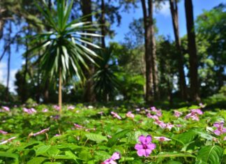 PREDAVANJE “MAURITIAN PLANT BIODIVERSITY (22.5.2019.)