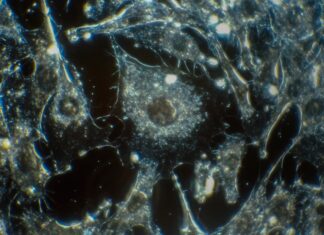 NASTUPNO PREDAVANJE DR. SC. LIDIJE MILKOVIĆ