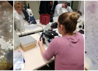 ODRŽANA RADIONICA: FITOPLANKTON – MIKROORGANIZMI ZA VELIKE STVARI