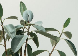 Suradničko zvanje i na radno mjesto asistent/ica iz područja prirodnih znanosti, polje biologija, za rad na projektu – rok 28.3.2022.