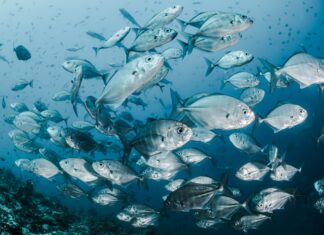 NASTUPNO PREDAVANJE DR.SC. MARTE POPOVIĆ