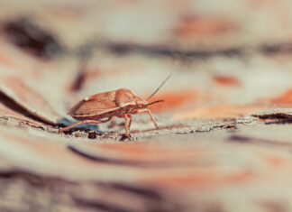 OBAVIJEST O PISMENIM ISPITIMA IZ PREDMETA OPĆA EKOLOGIJA, EKOLOGIJA ŽIVOTINJA, ANATOMIJA I MORFOLOGIJA KUKACA