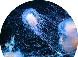 UČITELJ/UČITELJICA PRIRODE I BIOLOGIJE