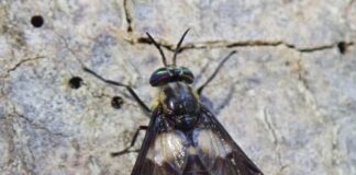 „Metode uzorkovanja obada (Tabanidae)“