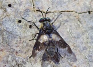 „Metode uzorkovanja obada (Tabanidae)“