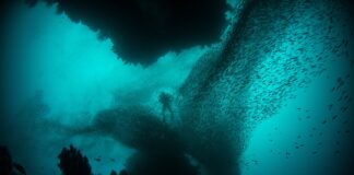 “Primarni producenti voda”