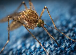 “Vampirice bez zubi”