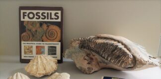 Fosili – pogled u Zemljinu prošlost