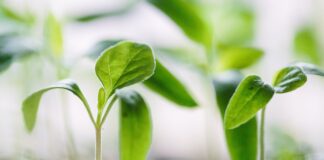 „Što ću biti kad narastem?“