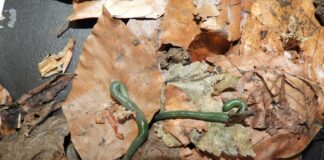 „Inženjeri tla“