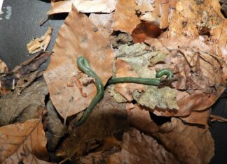 „Inženjeri tla“