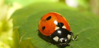 “Skriveni svijet kukaca”