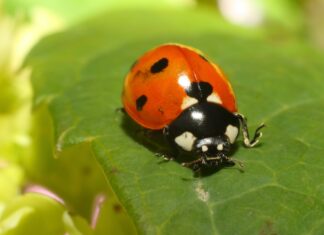 “Skriveni svijet kukaca”