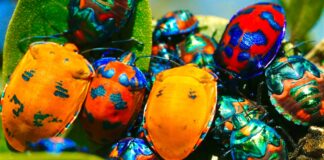 “Skriveni svijet kukaca”