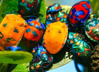 “Skriveni svijet kukaca”