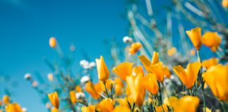 „Sve boje cvijeća“