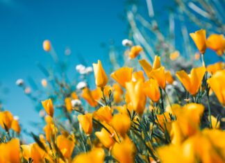 „Sve boje cvijeća“